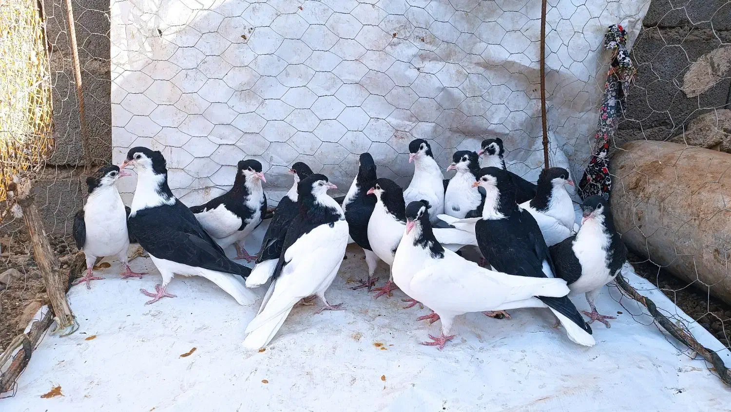 ساده کاکلی|پرنده|اسفراین, |دیوار