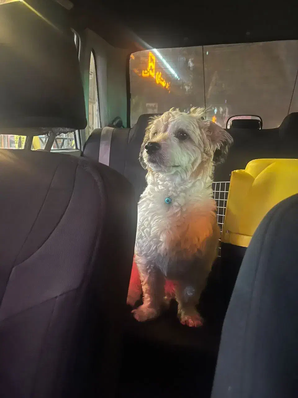 واگذاری فوری|سگ|تهران, وحیدیه|دیوار