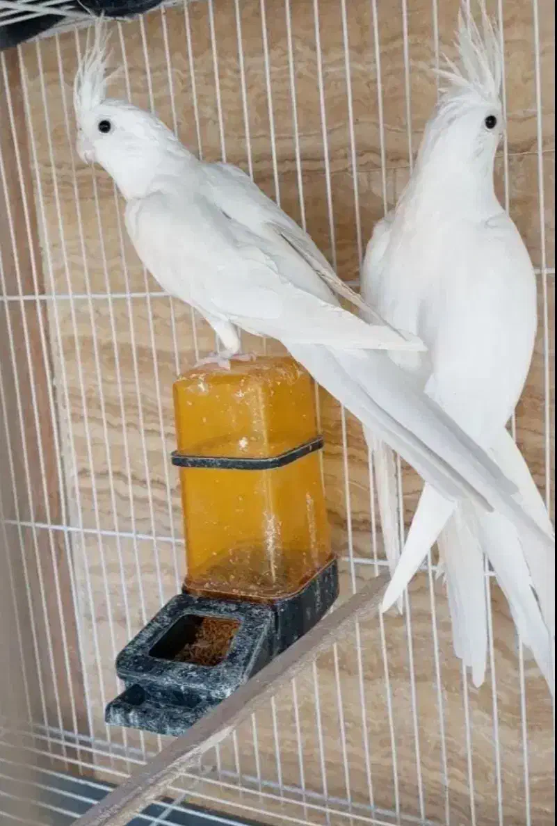 عروس هلندی آلبینو|پرنده|بمپور, |دیوار