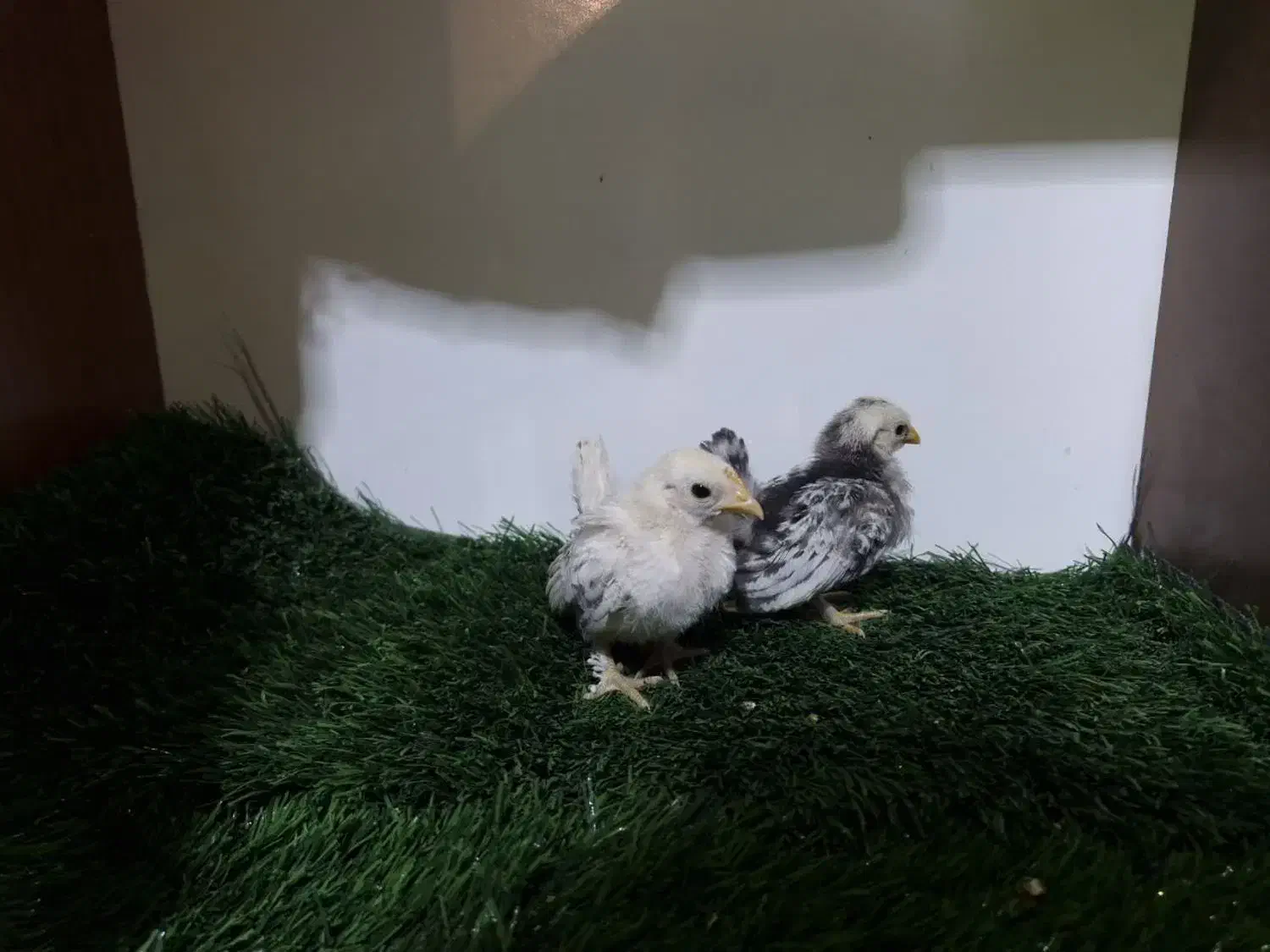 فروش ویژه جوجه های خاص|حیوانات مزرعه|قم, بوستان جوان|دیوار