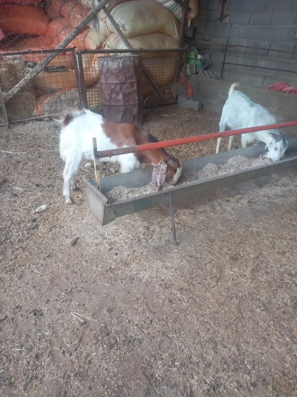 دو عدد بزغاله نر|حیوانات مزرعه|آق قلا, |دیوار