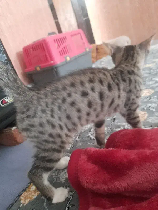 بچه گربه|گربه|مریوان, |دیوار