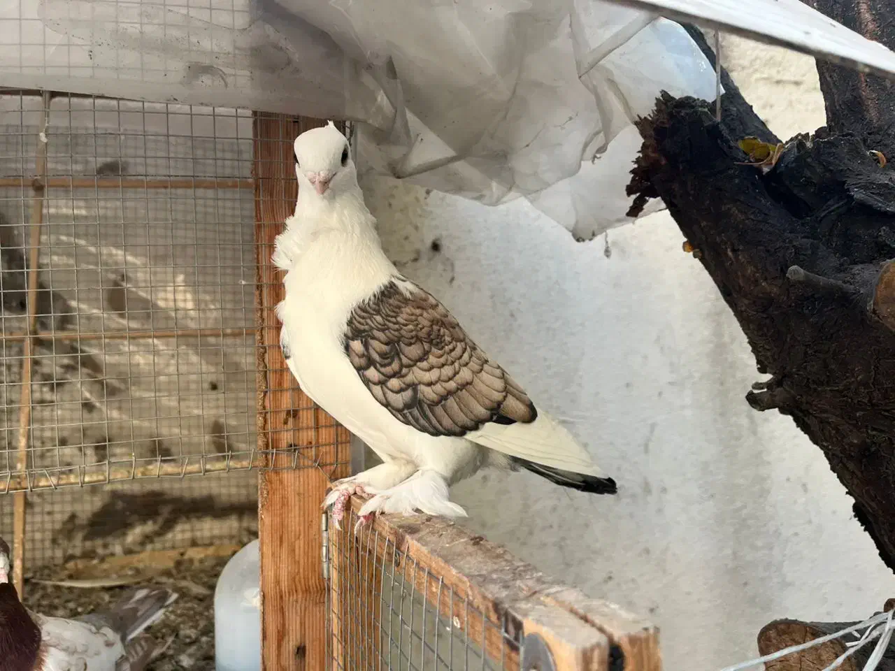 فروش کبوتر بلژیکی|پرنده|بابل, |دیوار