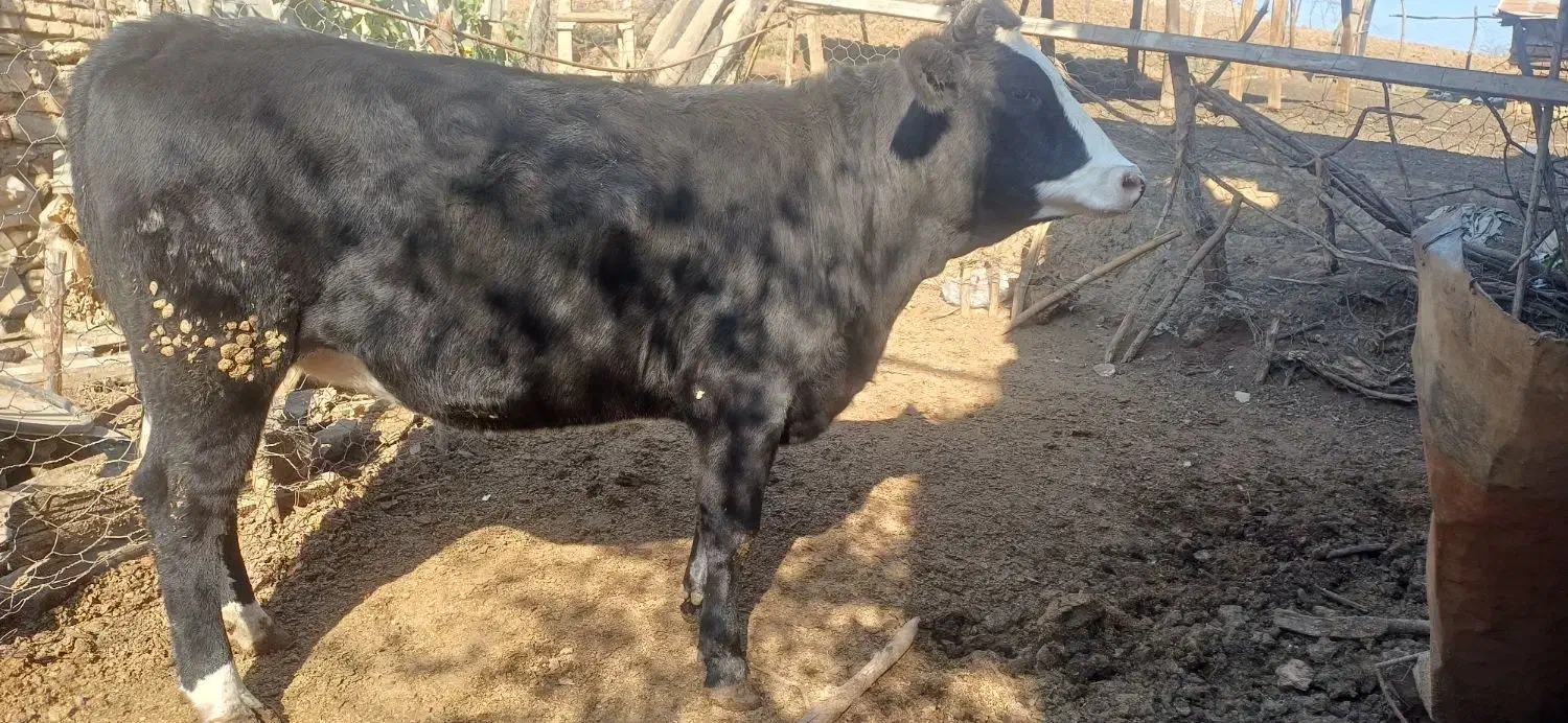 گاو تلیسه ابستن ۲راس|حیوانات مزرعه|دوزین, |دیوار