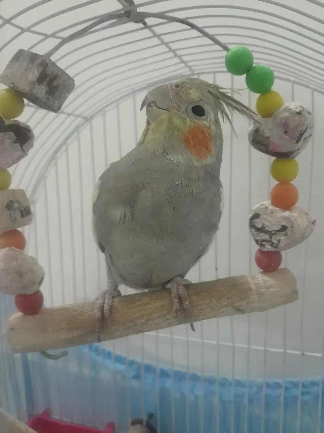 پرنده عروس ۷۰۰تومن|پرنده|قم, شهرک مهدیه (مدرس)|دیوار