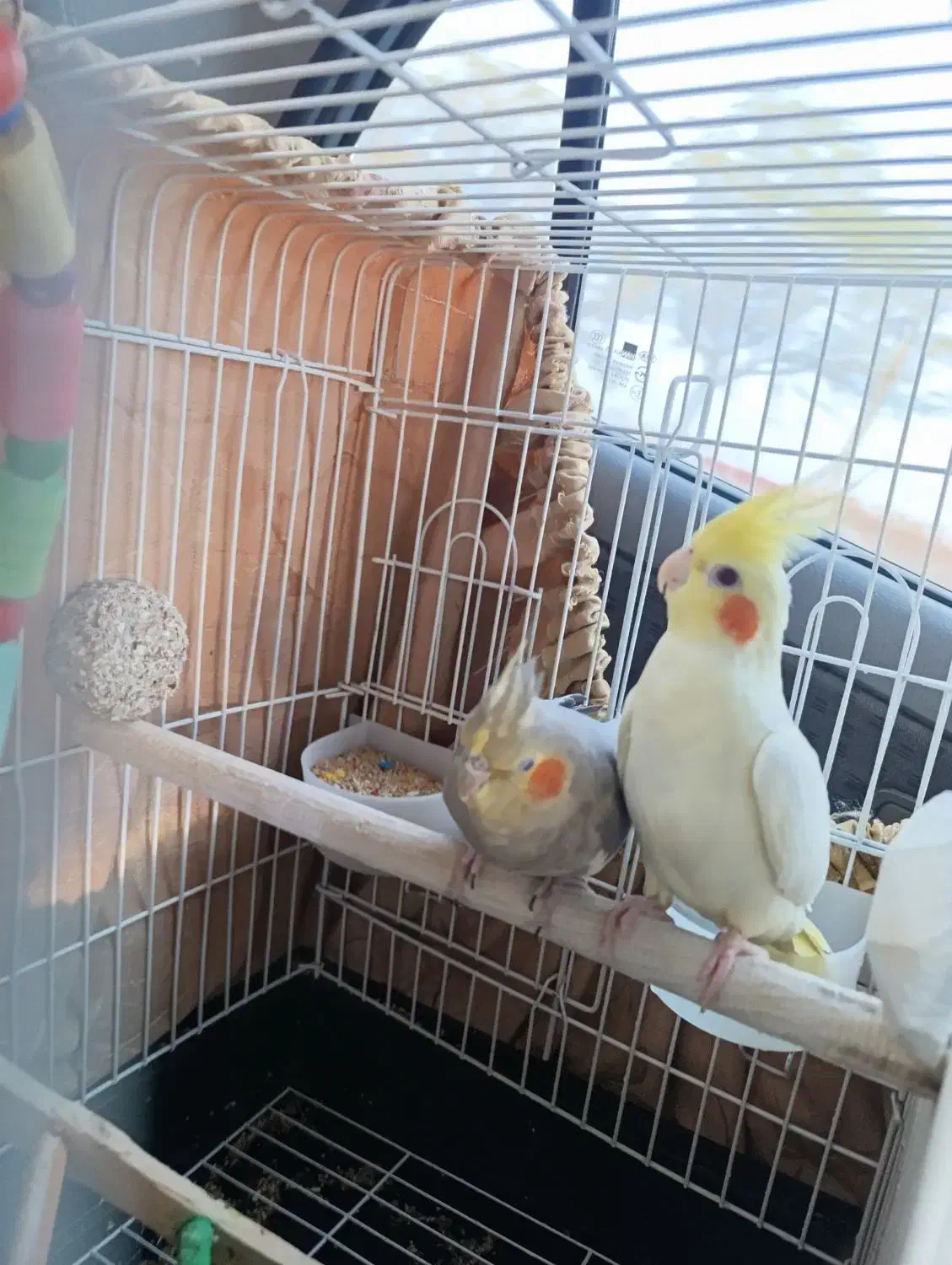 عروس هلندی دستی تخم گزار|پرنده|خمین, |دیوار