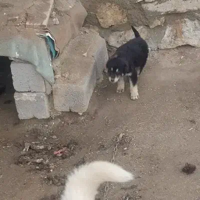 سگگ|سگ|قروه, |دیوار