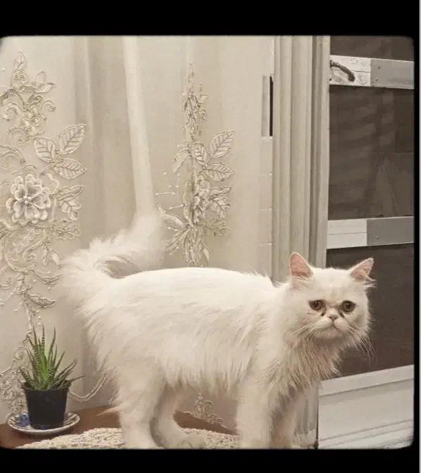 گربه پرشین ماده|گربه|تهران, امیریه|دیوار