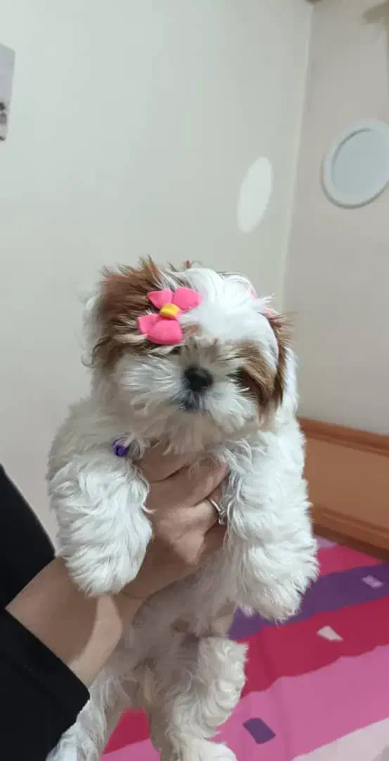 سگ عروسکی مینیاتوری|سگ|تهران, جوادیه|دیوار