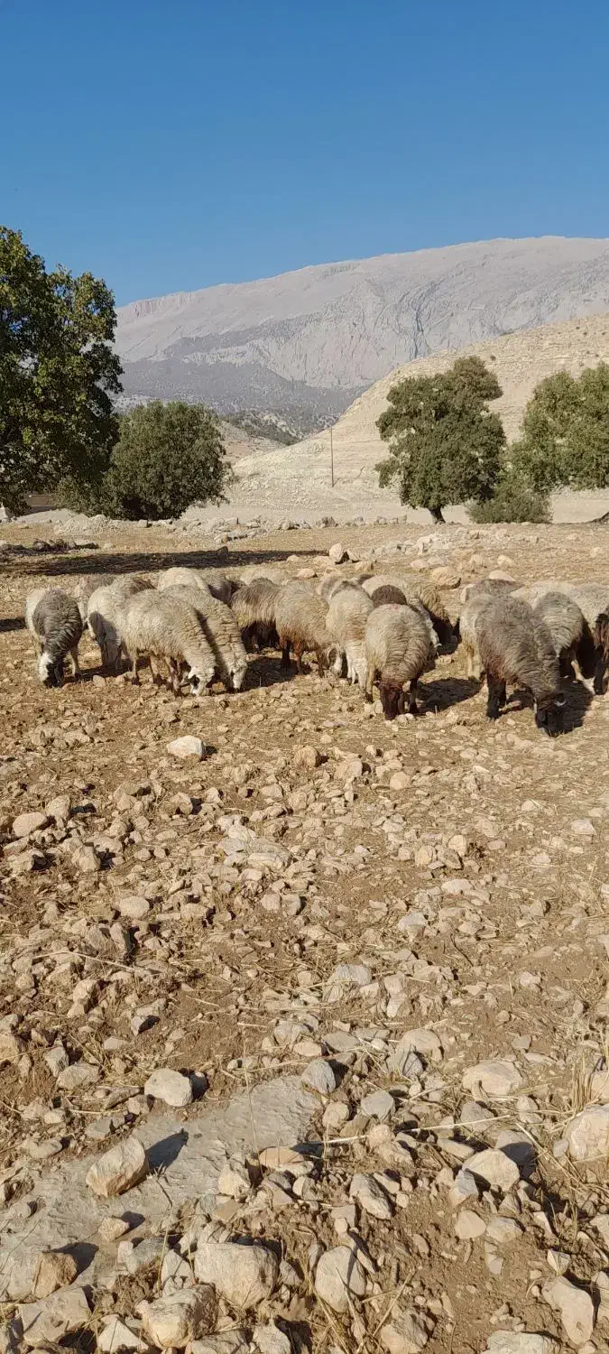 میش داشت|حیوانات مزرعه|دهدشت, |دیوار