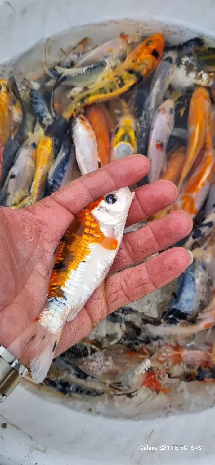 ماهی کوی|ماهی|سنگر, |دیوار