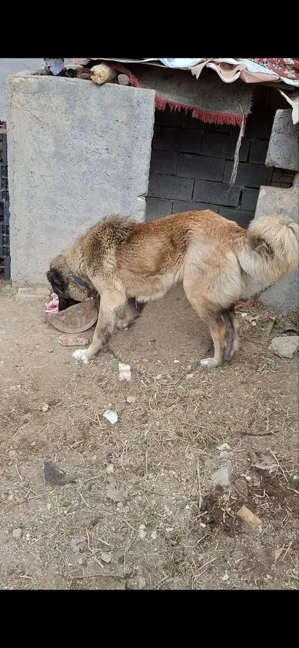 سگ ماده|سگ|آوج, |دیوار