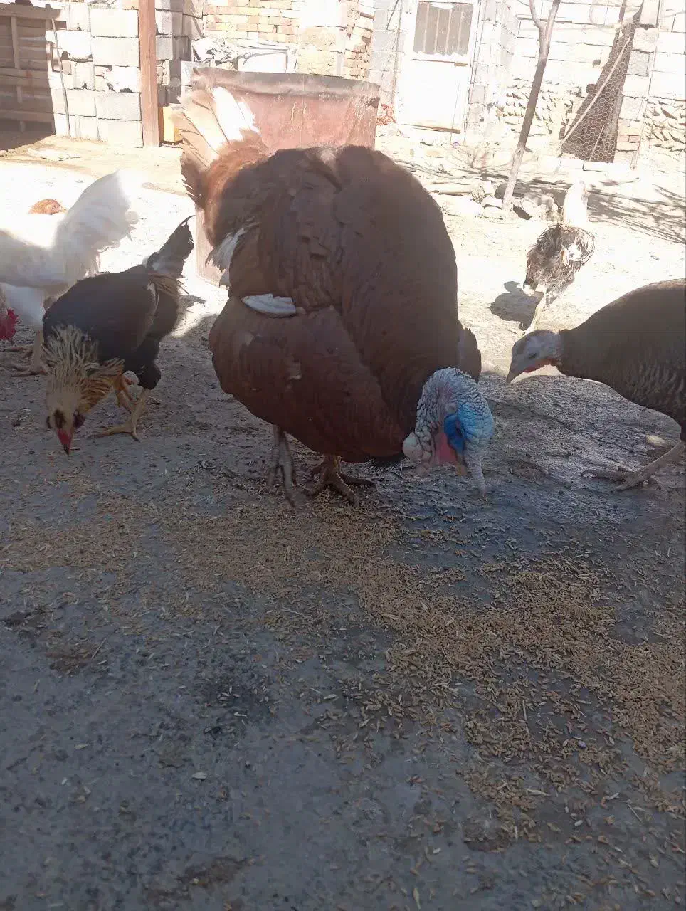 بوقلمون نر و ماده|حیوانات مزرعه|دهگلان, |دیوار