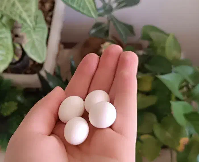 پرنده|پرنده|اصفهان, بهارستان|دیوار