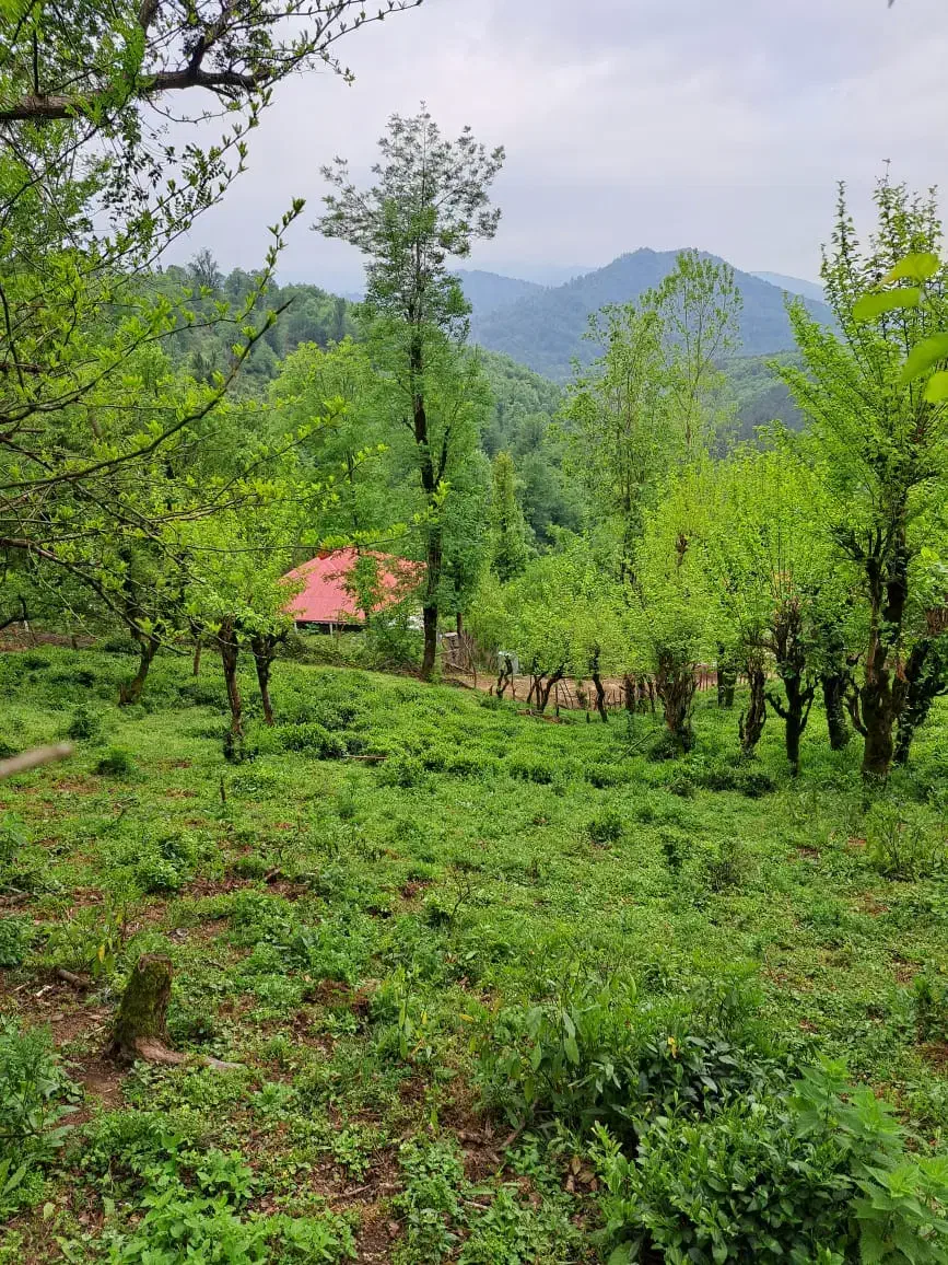 220 متری/جنگلی/طلا 24|فروش زمین و ملک کلنگی|سیاهکل, |دیوار