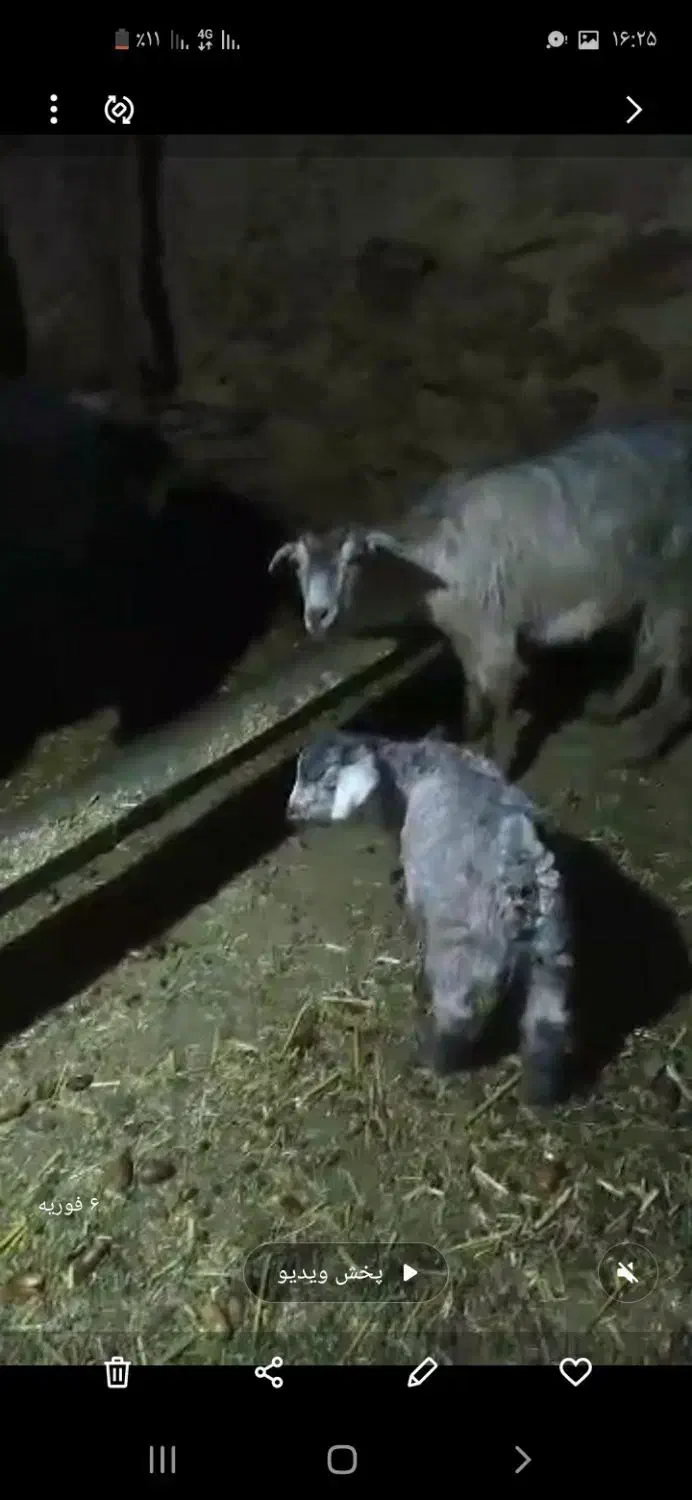 دو بز دو بزغاله|حیوانات مزرعه|مریوان, |دیوار