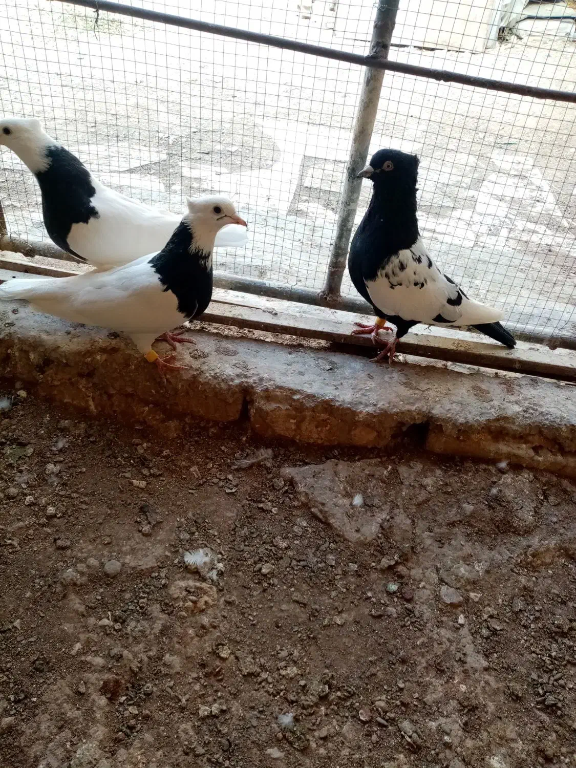 کبوتر. سینه ای و طوقی|پرنده|کبودرآهنگ, |دیوار