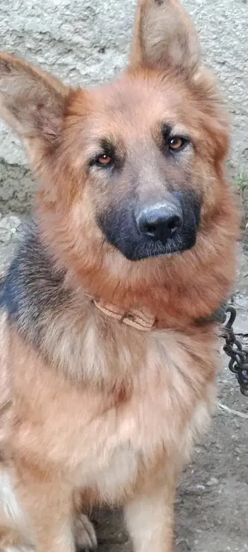 فروش سگ ژرمن شپرد|سگ|گلوگاه, |دیوار