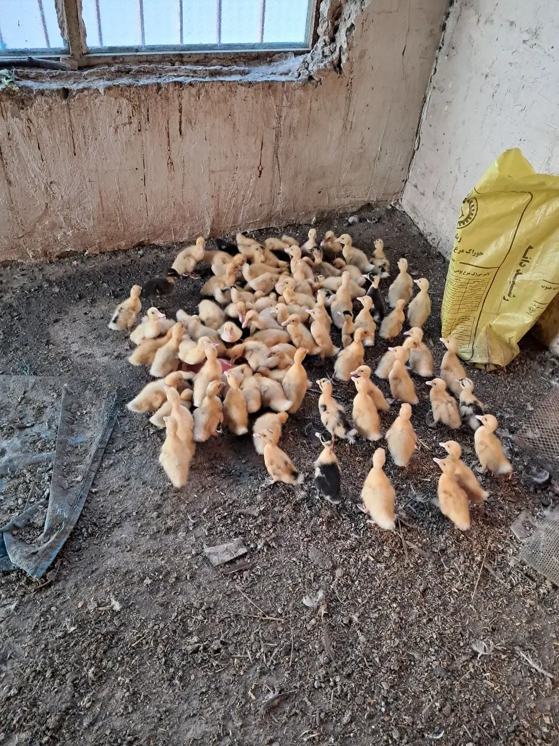 جوجه اردک|حیوانات مزرعه|ایذه, |دیوار