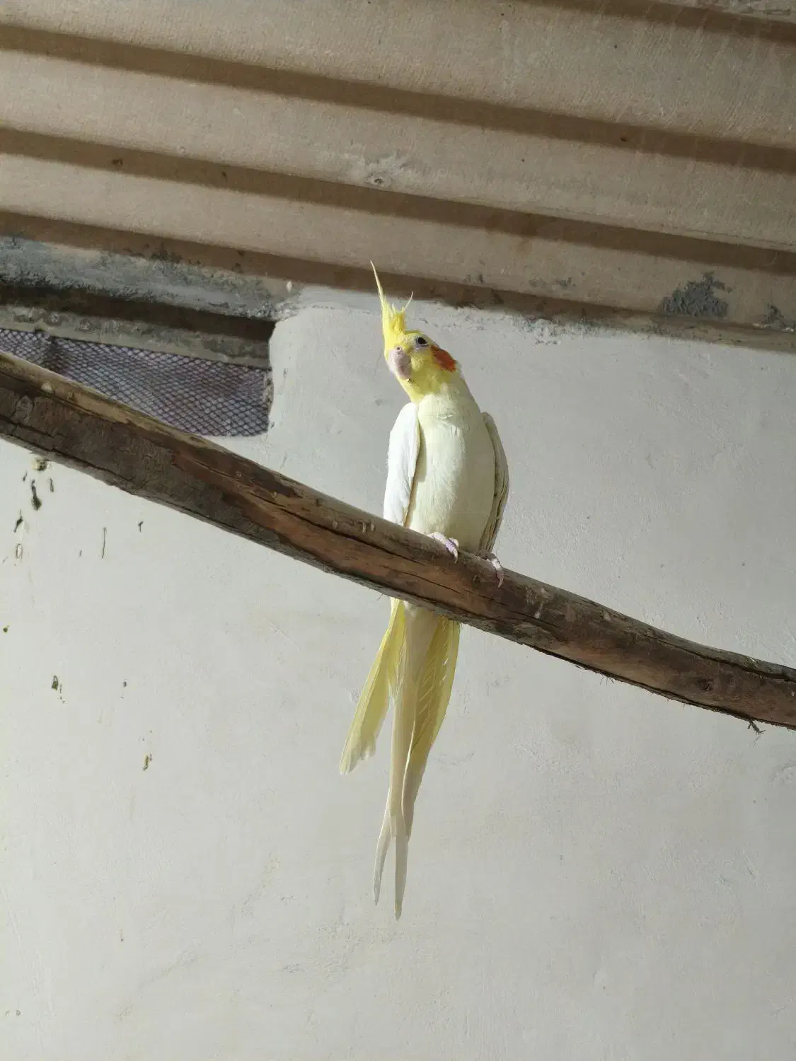 عروس هلندی کاملا سالم و خانگی|پرنده|مبارکه, |دیوار