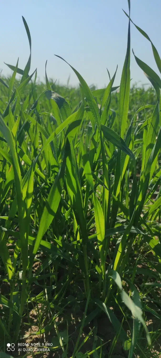 فروش ۱ هکتار|فروش دفتر صنعتی، کشاورزی، تجاری|سوسنگرد, |دیوار