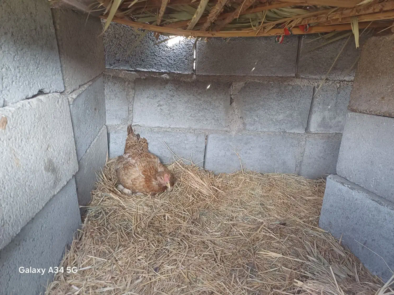 مرغ کرک|حیوانات مزرعه|جغین, |دیوار