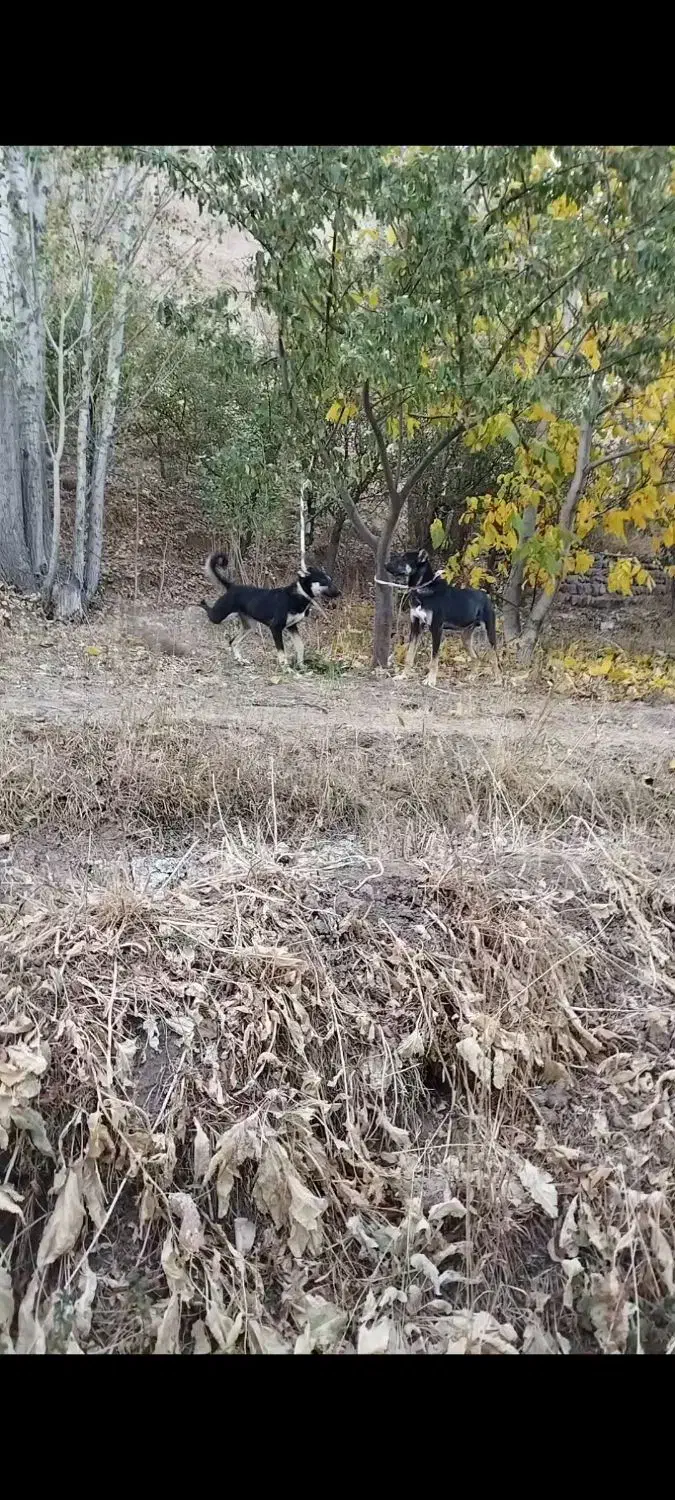 9999|سیمکارت|سراب, |دیوار