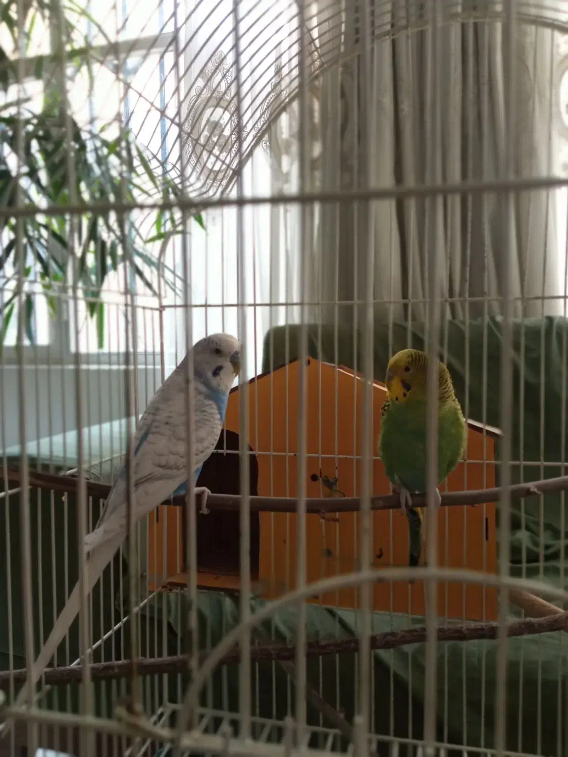 مرغ عشق نر سفید آبی دم بلند بسیار زیبا|پرنده|تهران, ایران|دیوار