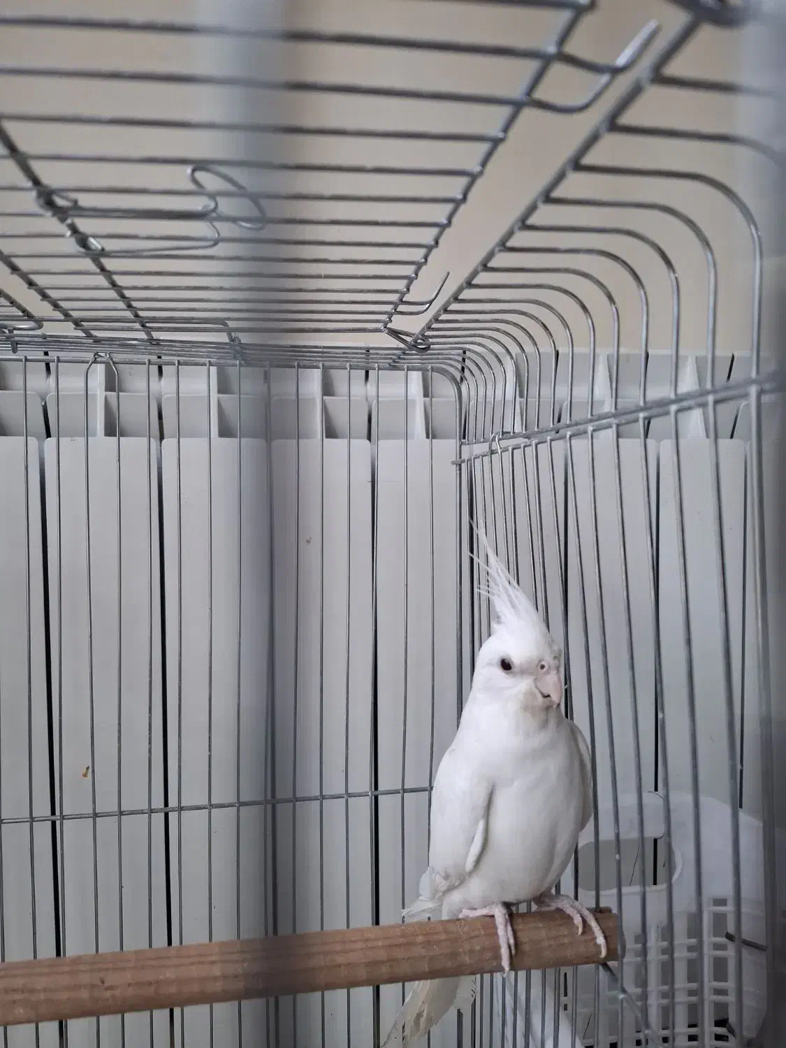 عروس هلندی|پرنده|کرمان, |دیوار