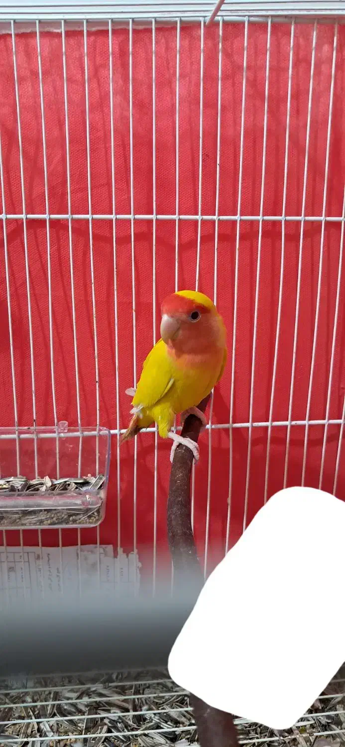 فروش فوری طوطی برزیلی(کوتوله برزیلی)صورت هلویی زرد|پرنده|قائم‌شهر, |دیوار