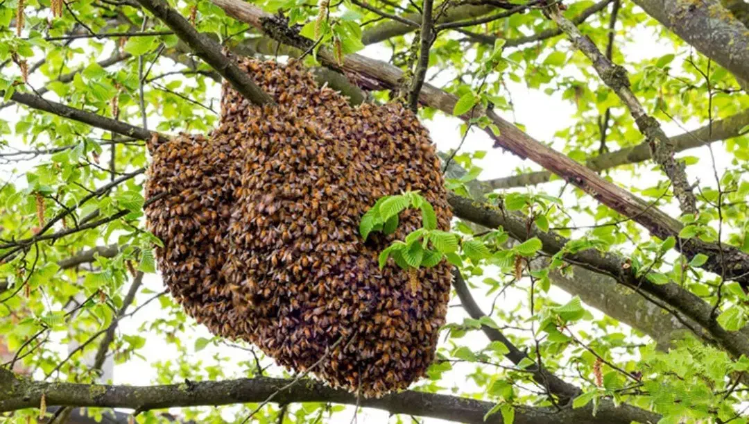 عسل طبیعی دامنه سبلان|عمدهفروشی|مشگین شهر, |دیوار