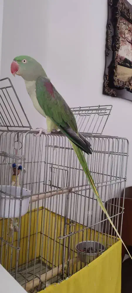 شاه طوطی نر تقریبا 8 ماهه|پرنده|کرج, حصارک بالا|دیوار