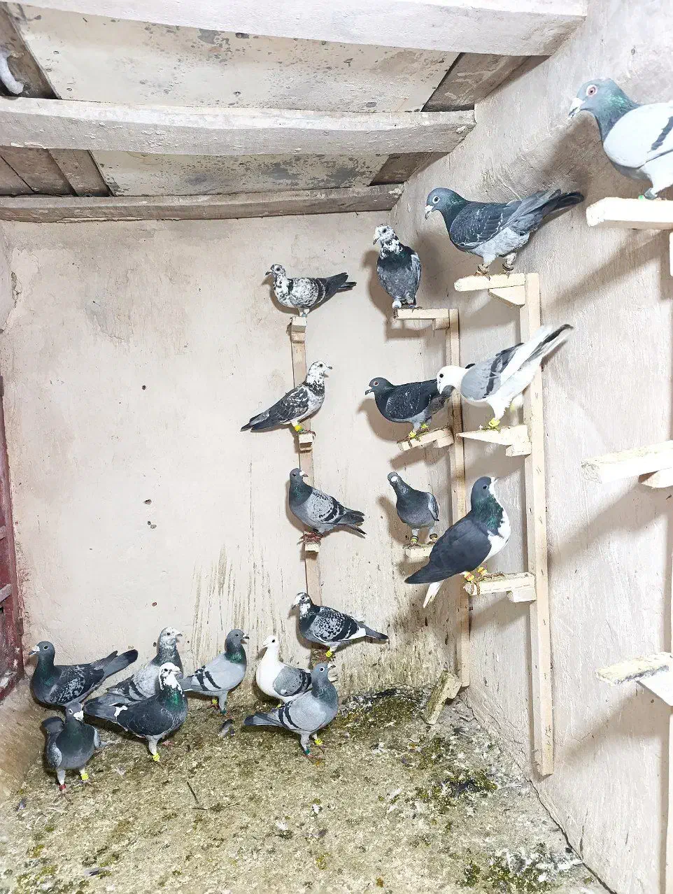 کبوتر پلاکی|پرنده|مشهد, تربیت (صدف)|دیوار