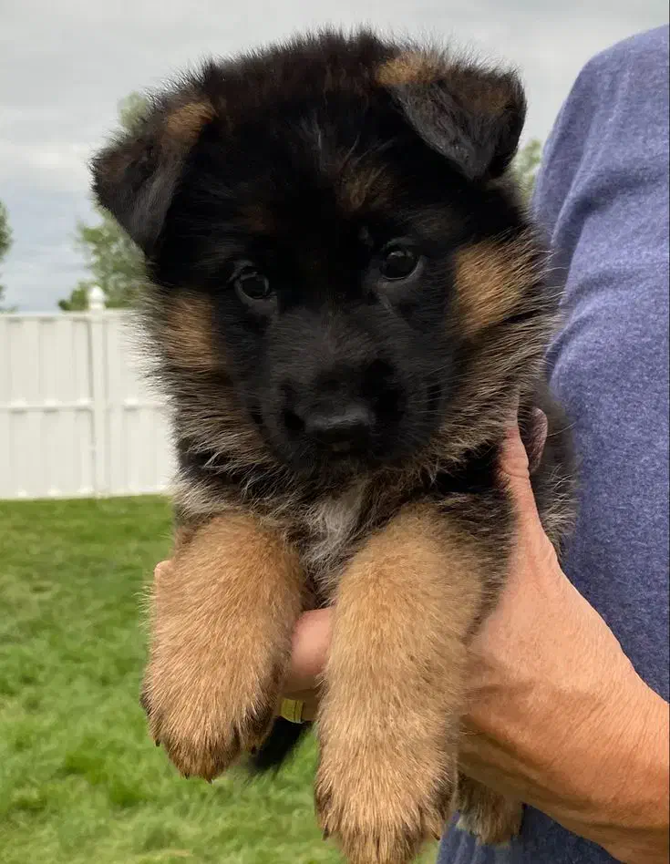 توله ژرمن شپرد اصیل سگ نگهبان باهوش و دوست داشتنی|سگ|تهران, شهرک غرب|دیوار