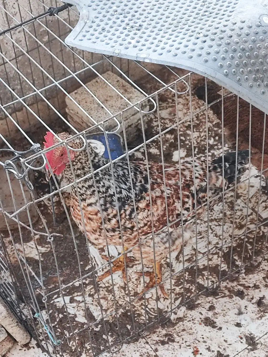 خروس گلین|حیوانات مزرعه|فولادشهر, B2|دیوار