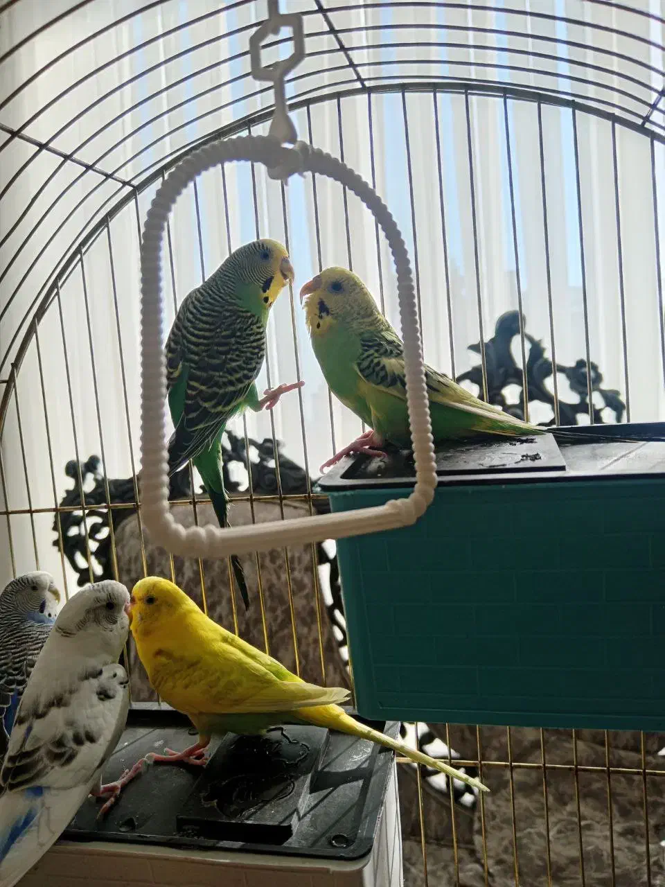 مرغ عشق مسته مست|پرنده|قدس, شهر‌قدس|دیوار