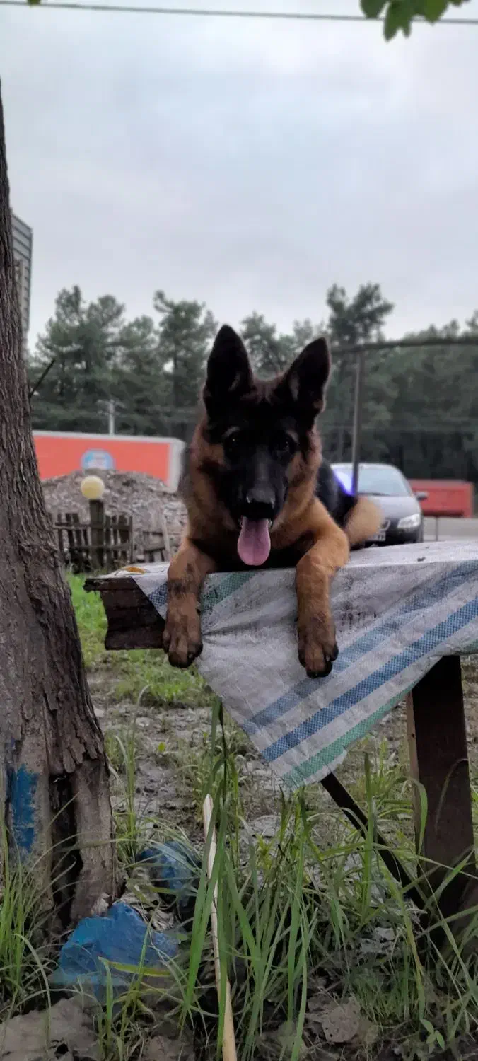 ژرمن.نر۶ماه.ماده ۹ماه|سگ|سنگر, |دیوار