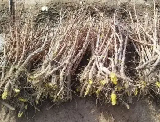 نهال زرشک|گل و گیاه طبیعی|ماهان, |دیوار