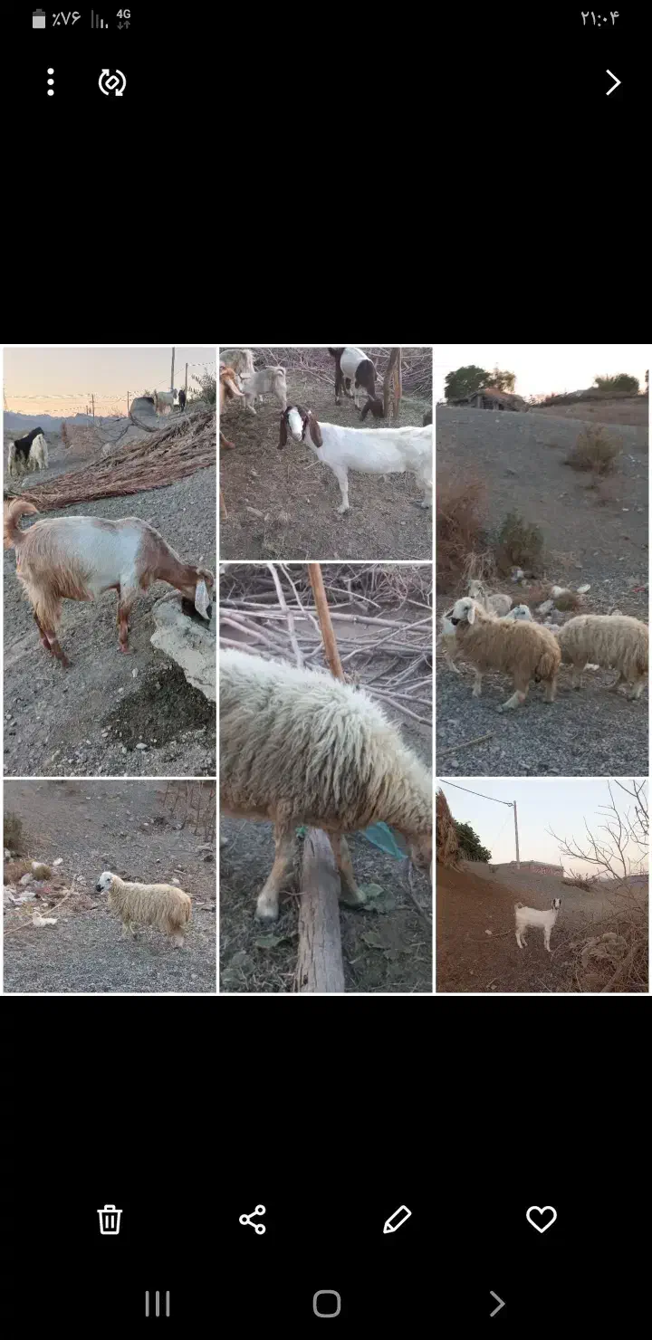 تعدادی گوسفند به فروش میرسد یکجا|حیوانات مزرعه|کهنوج, |دیوار