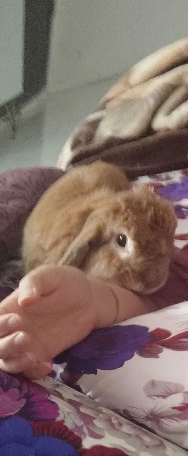 واگذاری خرگوش|موش و خرگوش|مشهد, قائم|دیوار