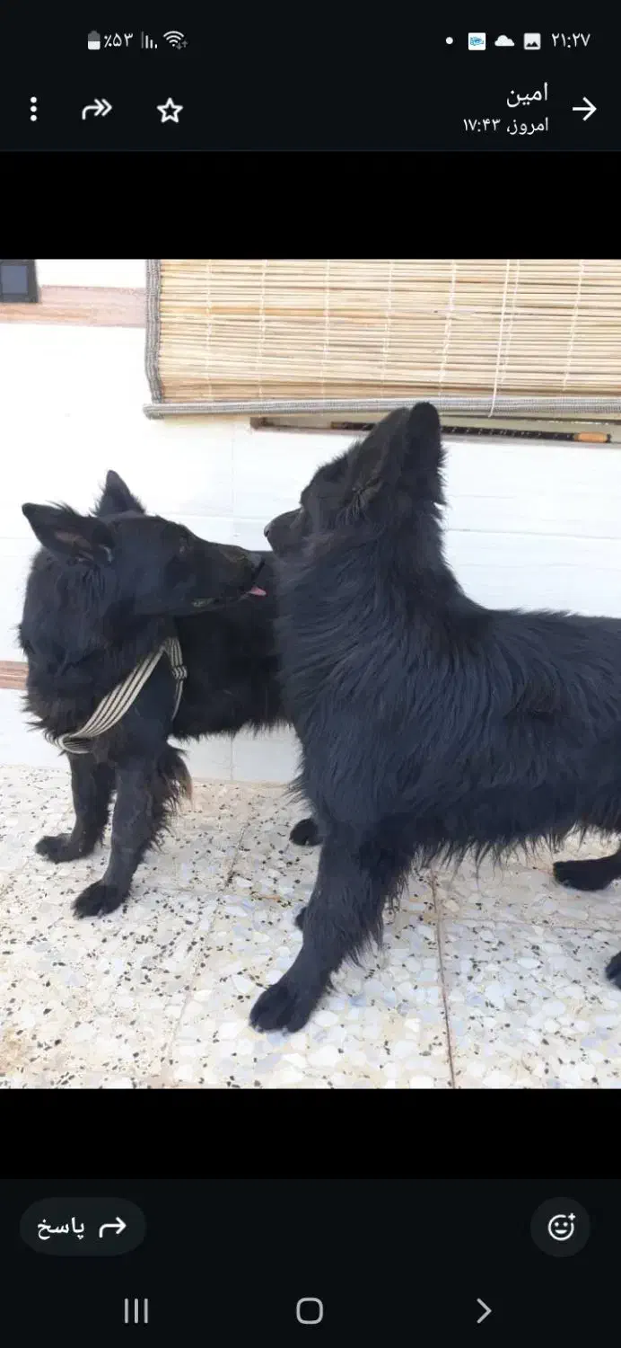 دوعدد توله ماده ژرمن بلک شولاین|سگ|کازرون, |دیوار