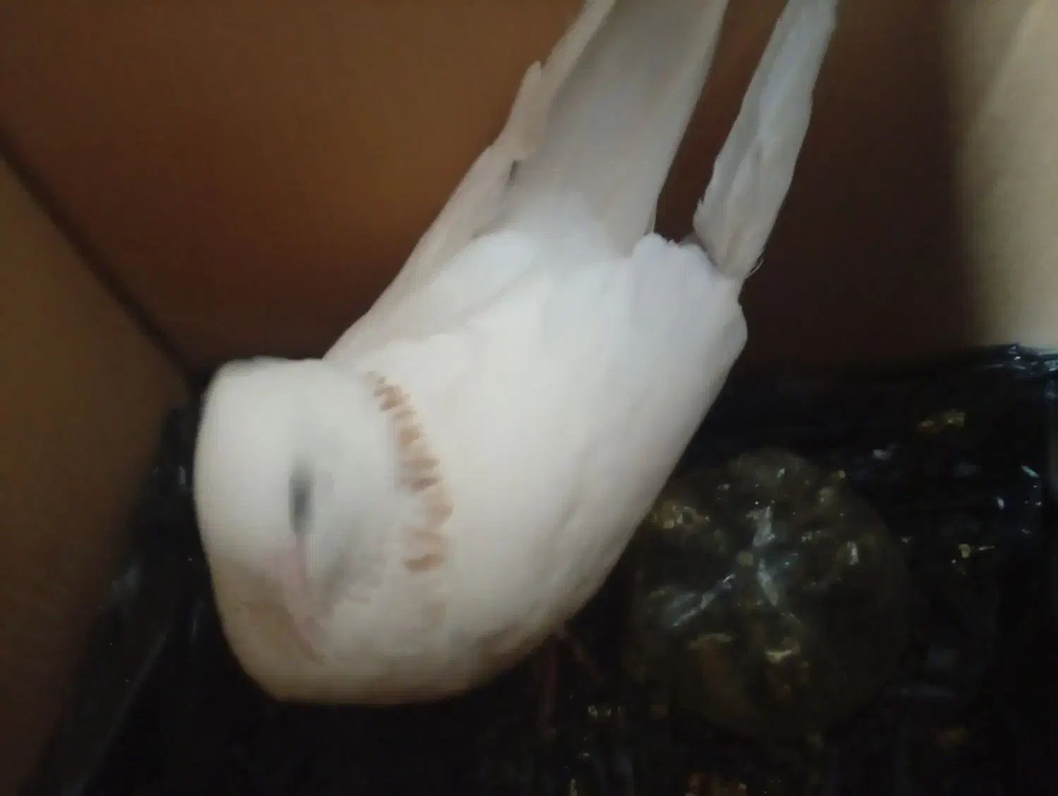 کفتر طوقی زرد|پرنده|گالیکش, |دیوار