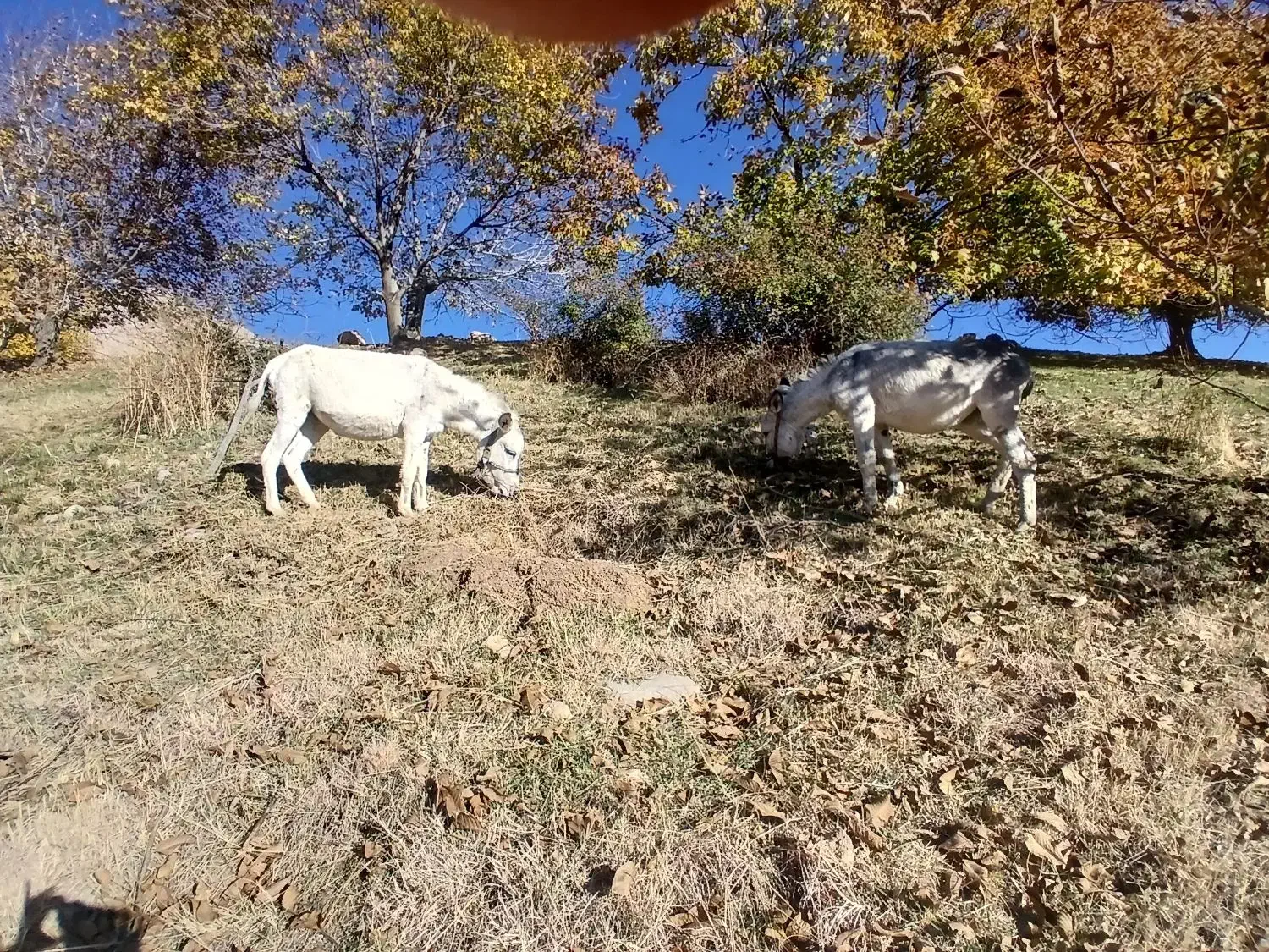 ۲خرجوان‌هردوعددسواری‌۲‌و۳ساله|حیوانات مزرعه|بروجرد, |دیوار