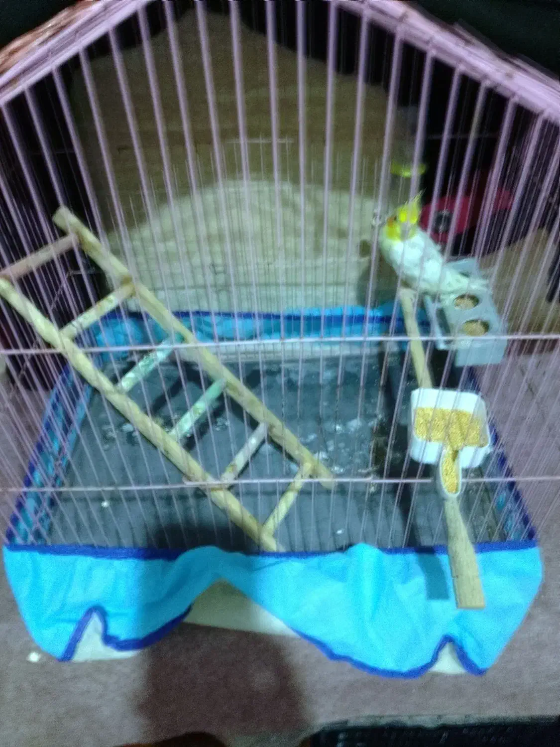 دو عدد عروس هلندی نر و ماده|پرنده|گالیکش, |دیوار