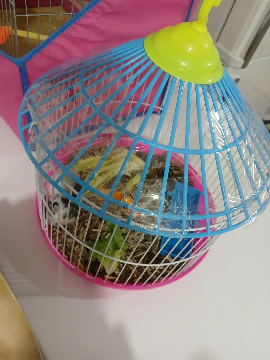 فروش همستر|موش و خرگوش|میاندوآب, |دیوار