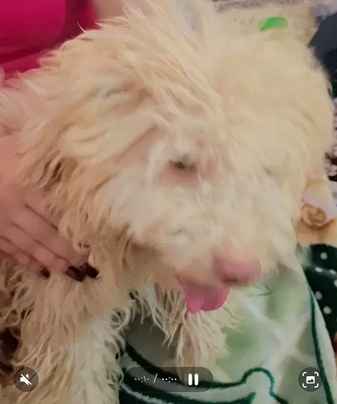 واگذاری سگ|سگ|اهواز, فرهنگ شهر|دیوار