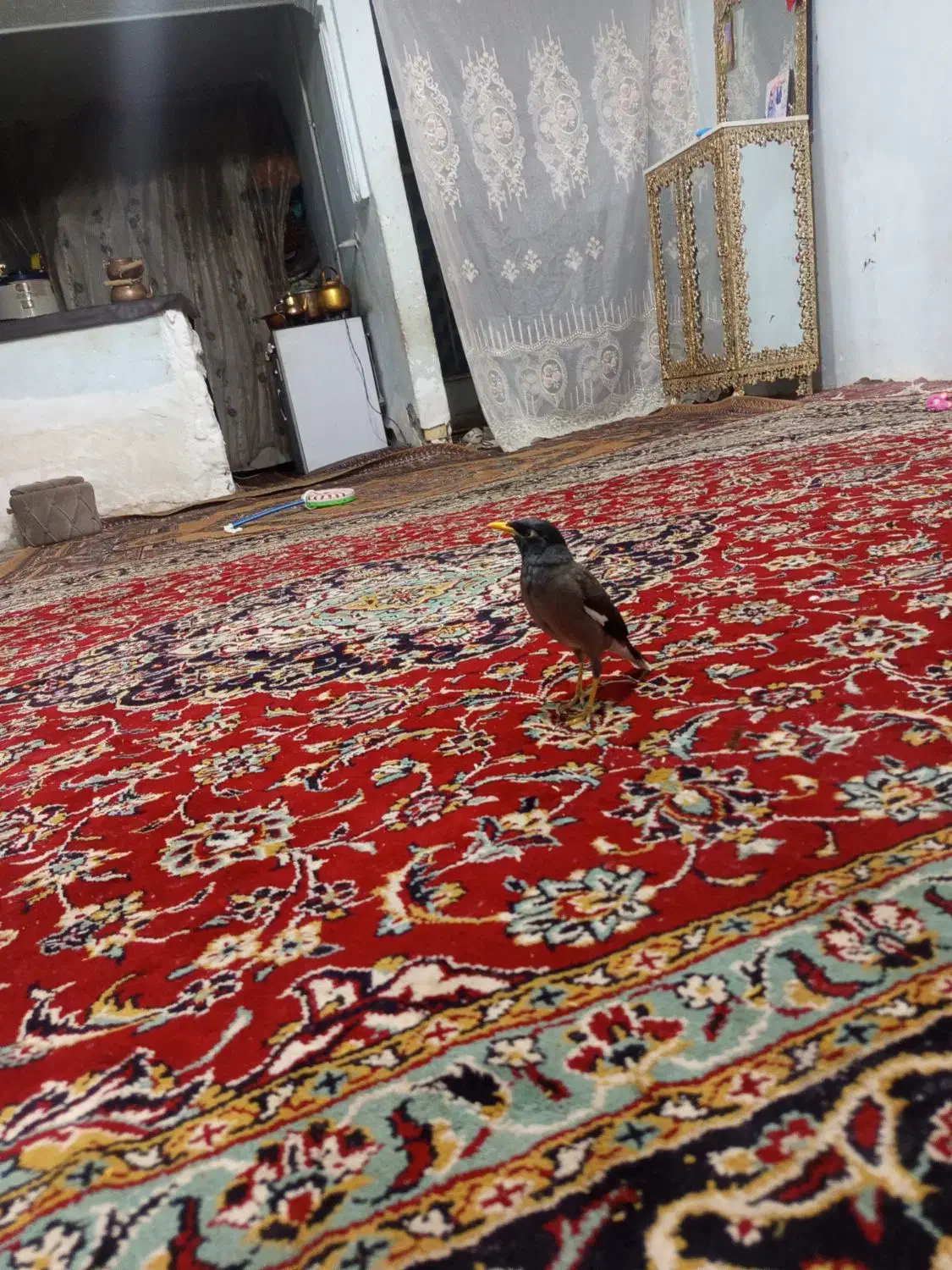 مینا سخنگو|پرنده|تربتحیدریه, حاجی یار|دیوار