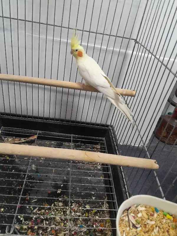 عروس هلندی نر|پرنده|فردیس, شهرک ۱۱۰|دیوار