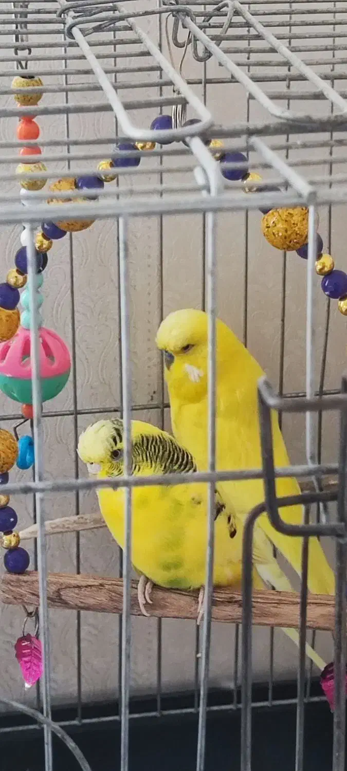 مرغ عشق انگلیسی یک جفت و یک ماده|پرنده|هشتگرد, فاز ۳ مهستان|دیوار