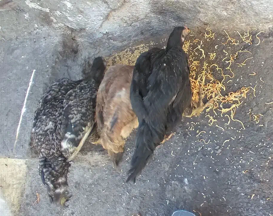 جوجه لاری اصیل|حیوانات مزرعه|مشهد, همت آباد|دیوار